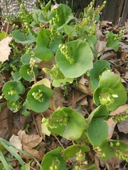 Claytonia perfoliata