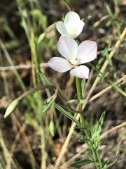 Clarkia epilobioides