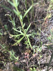 Clarkia epilobioides