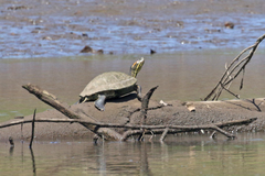 Trachemys venusta