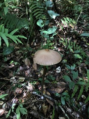 Macrolepiota capelariae