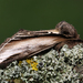 Swallow Prominent - Photo (c) nutmeg66, some rights reserved (CC BY-NC-ND)