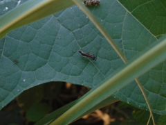 Cranistus colliurides