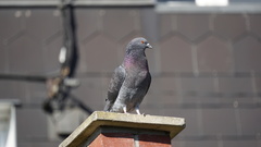 Columba livia domestica
