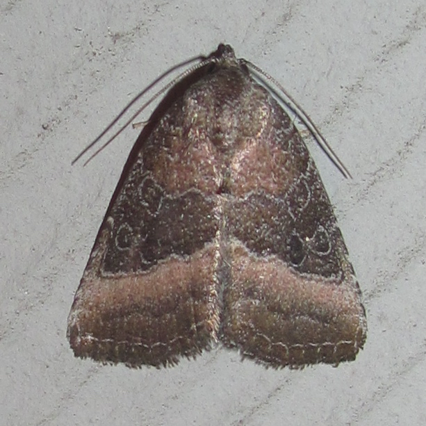 Common Pinkband