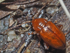 Neocrepidodera transversa