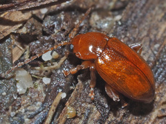 Neocrepidodera transversa