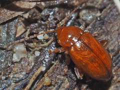 Neocrepidodera transversa