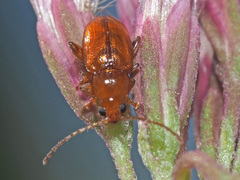 Neocrepidodera transversa