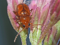 Neocrepidodera transversa