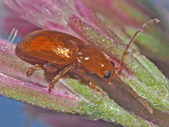 Neocrepidodera transversa