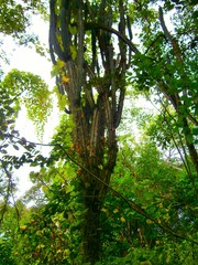 Armatocereus cartwrightianus