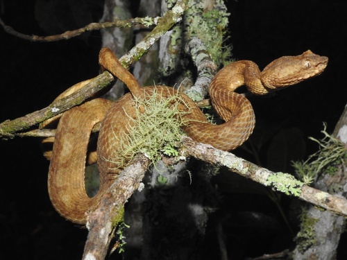 Photo of a Broad-horned Pitviper (Ophryacus sphenophrys)