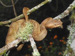 Ophryacus sphenophrys