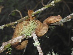 Ophryacus sphenophrys