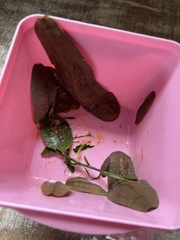 Phyllocaulis boraceiensis