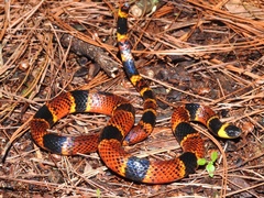 Pliocercus elapoides