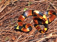 Pliocercus elapoides