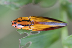 Semiotus intermedius