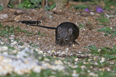 Melanomys caliginosus