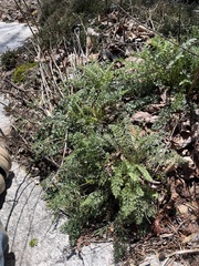 Packera millefolium