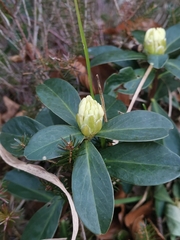 Daphne blagayana