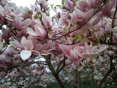 Magnolia