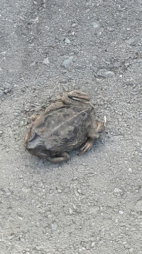 Rhinella rubescens