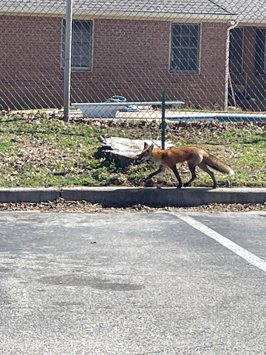 Eastern American Red Fox photographed in Alabama