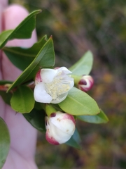 Myrtus communis image