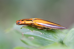 Semiotus intermedius