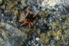 Halotydeus hydrodromus