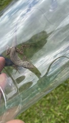 Anolis sagrei
