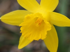 Narcissus minor
