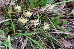 Carex humilis