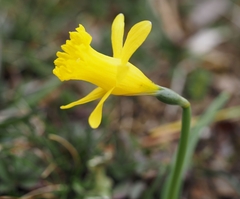 Narcissus minor