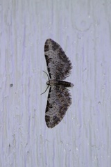 Eupithecia ravocostaliata