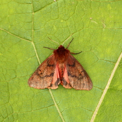 Phragmatobia assimilans