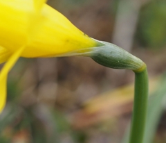 Narcissus minor