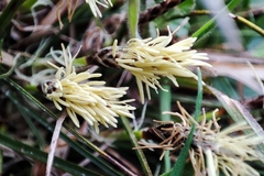 Carex humilis