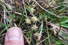 Carex humilis