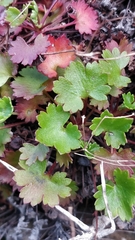 Saxifraga maderensis image