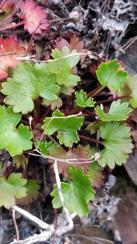 Image of Saxifraga maderensis by (c) Vítor Jorge, some rights reserved (CC BY)