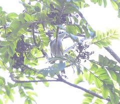 Phaenicophilus palmarum