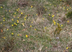 Narcissus minor
