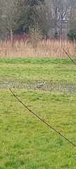 Ardea cinerea