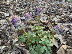Corydalis solida
