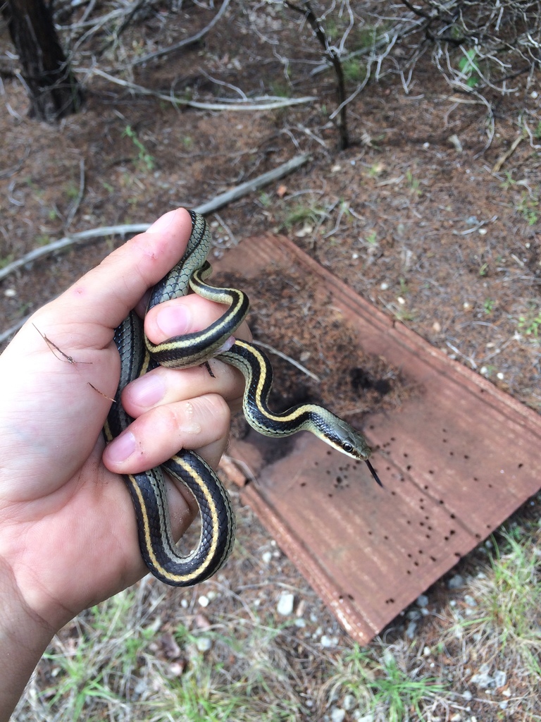 Texas Patch-nosed Snake From Volente, TX 78641, Austin, TX, US On May ...