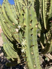 Myrtillocactus