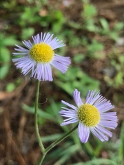 Erigeron quercifolius